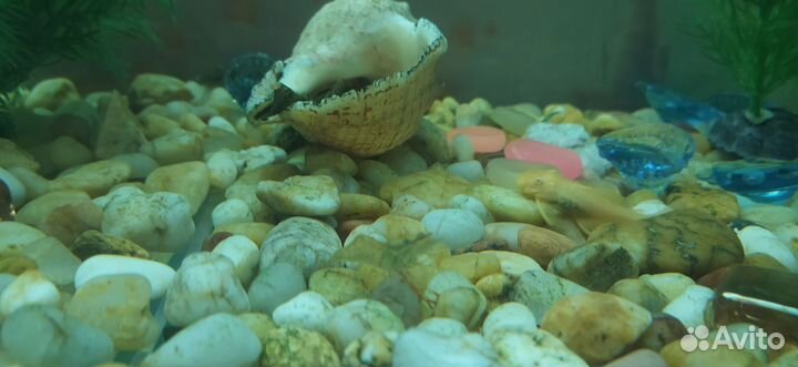 Аквариумные креветки