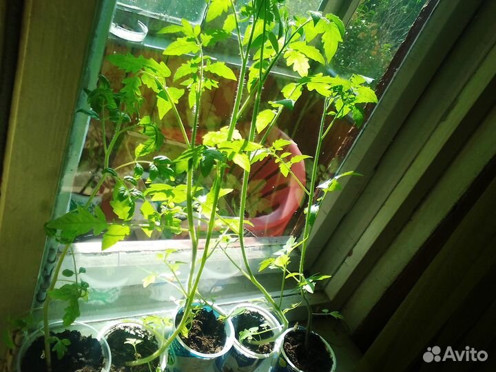 Рассада огурцов, помидор, перцев
