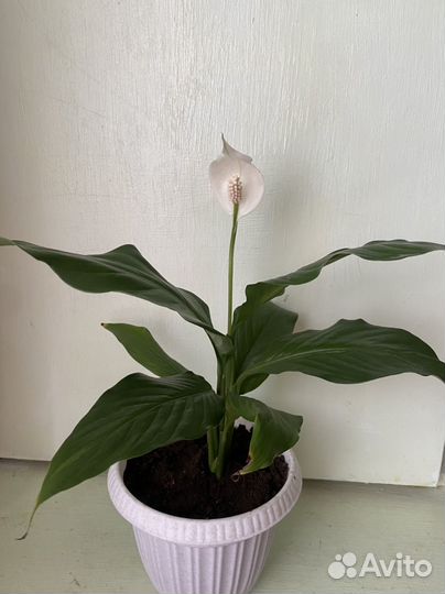 Отличный подарок Цветок Спатифиллум