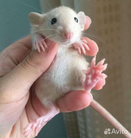 Крысята дамбо малыши