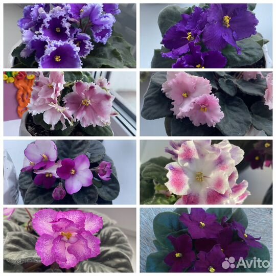 Листики фиалок, детки