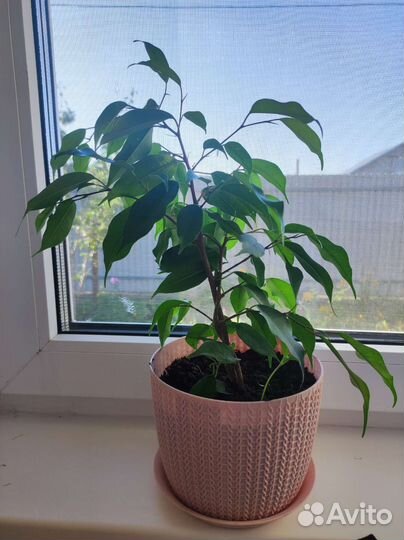 Фикус бенджамина