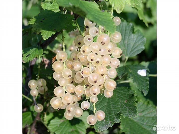 Саженцы белой смородины Снежана