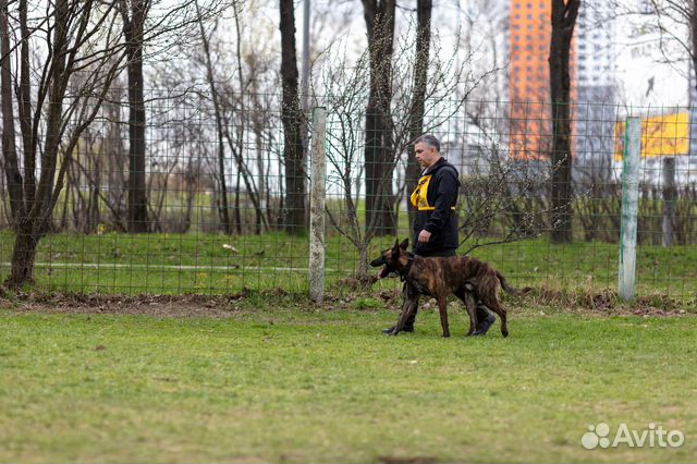 Дрессировка собак. Инструктор-дрессировщик