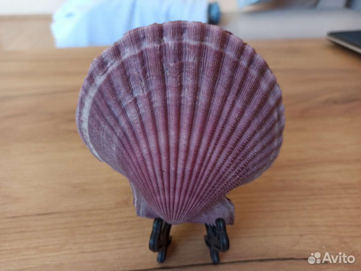 Морская раковина