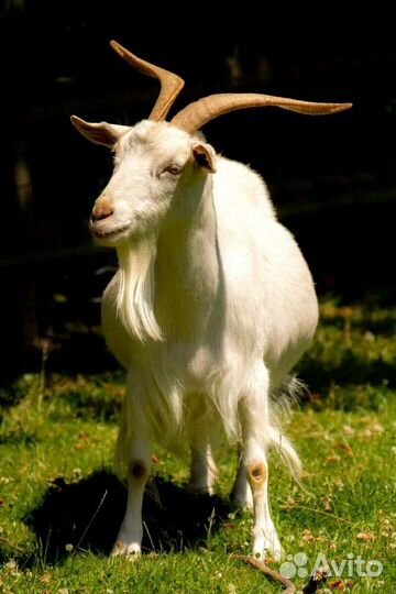 Коза и козел