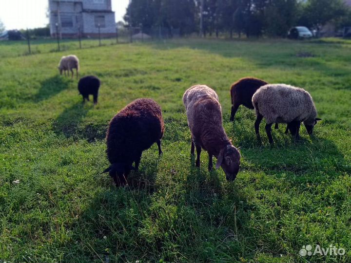 Овцы бараны