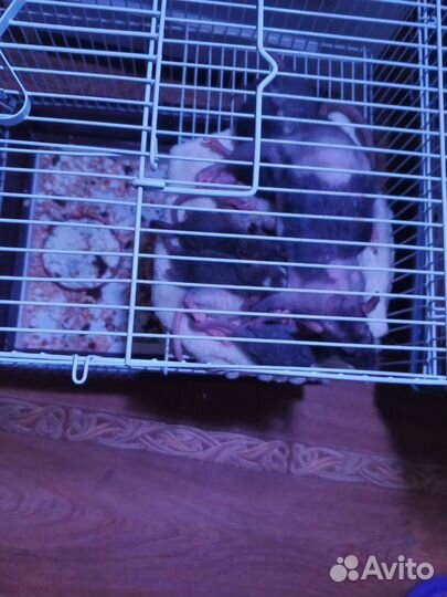 Отдать крысу