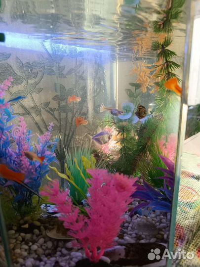 Аквариум