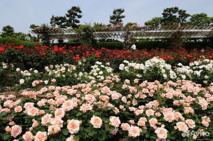 Саженцы Розы на осень почти 200 сортов окс доставк