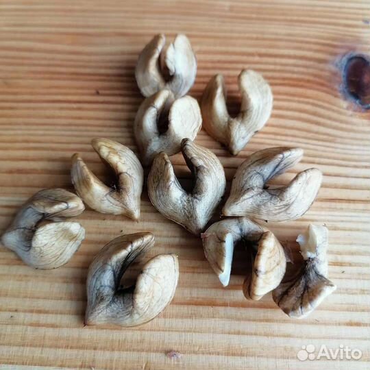 Орех Ланкастерский, Идеал, Маньчжурский,Фундук