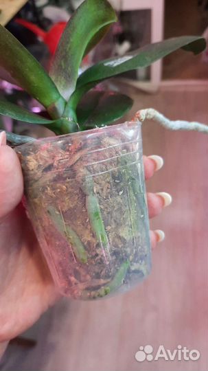 Фаленопсис Мандала