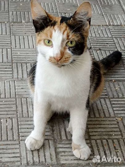 Милая юная кошечка Анфиса в добрые руки