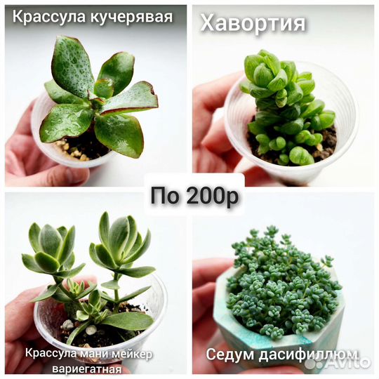 Суккуленты,комнатные растения, кактусы