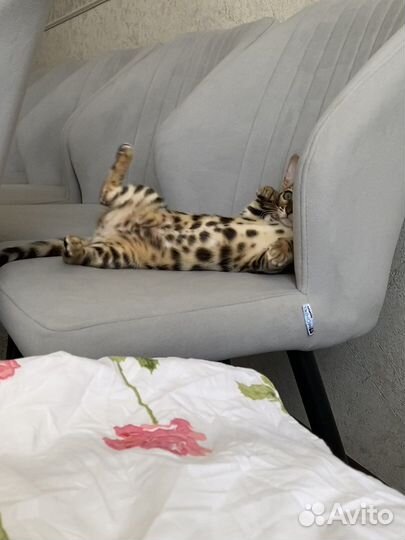 Чистокровные бенгальские котята