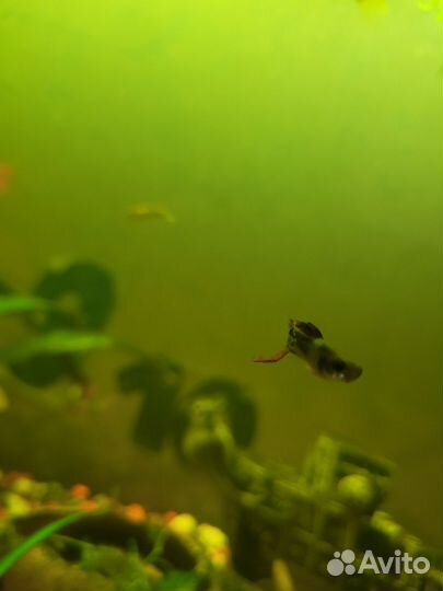 Рыбки гуппи