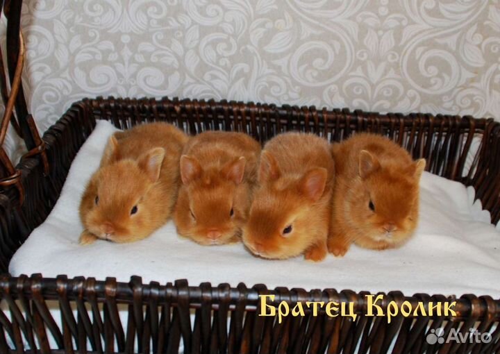 Чистопородные сатиновые Карликовые кролики