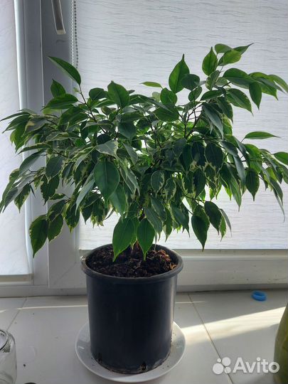 Фикус бенджамина пестролистный