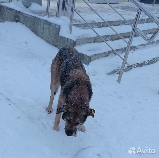 Собака в добрые руки