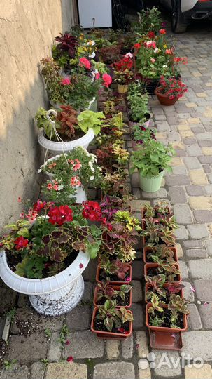 Огромный выбор колеусов