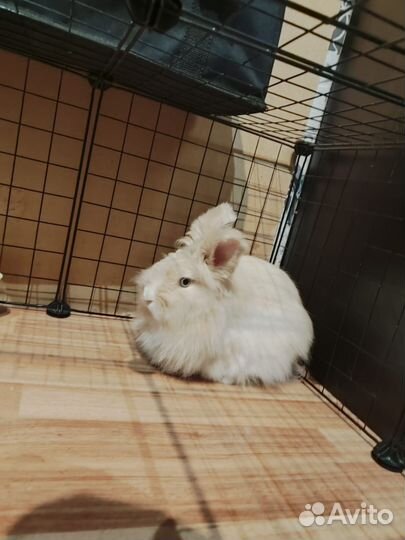 Карликовый кролик
