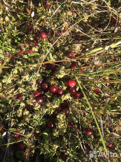 Клюква свежая