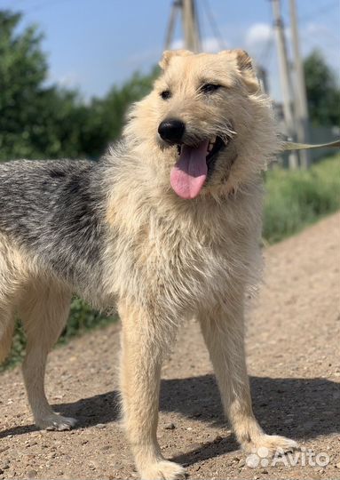 Собака в добрые руки