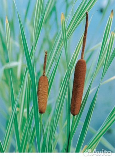 Рогоз соцветия для декора