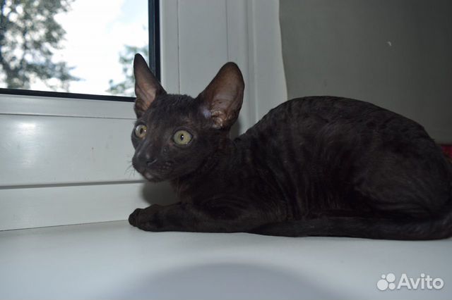 Котик индиго чисто черного окраса объявление продам