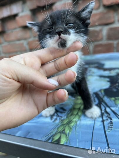 Котята в дар