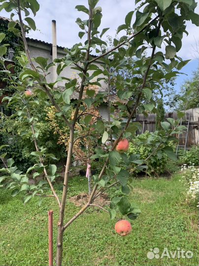 Дубы, цветы, виктория, Смородина, абрикос, лещина