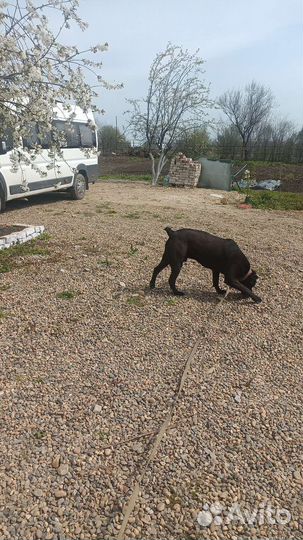 Достойный кобель ищет правильную девочку