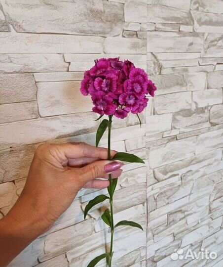 Турецкая гвоздика на срез, букеты