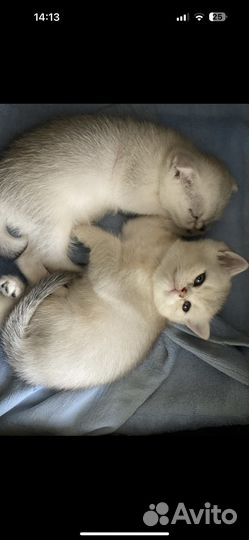 Британская шиншилла