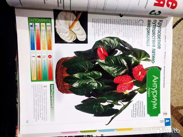 Журналы Комнатные растения