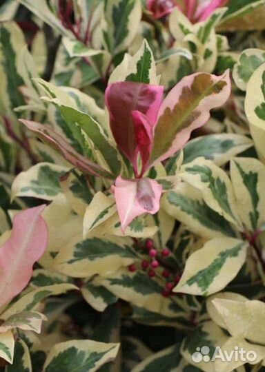 Комнатные цветы растение ардизия вариегатная