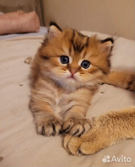 Кошечка и котик