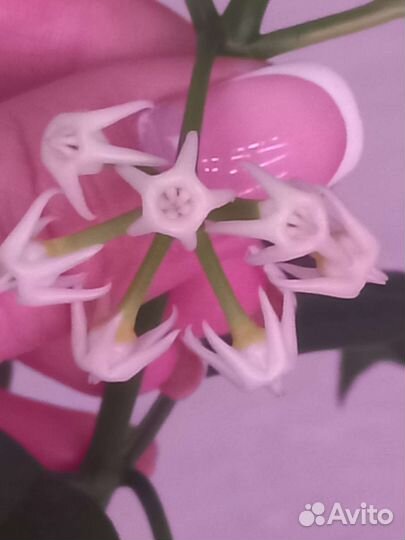 Хойи на срез, укоренённые