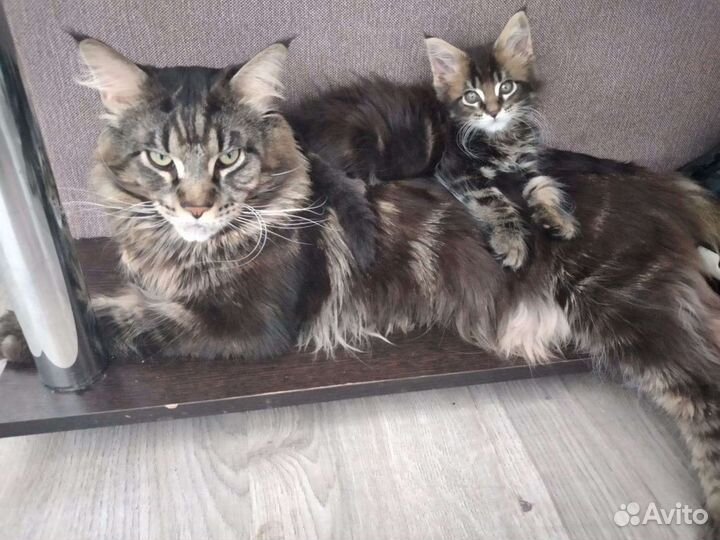 Котята Мейн-Кун
