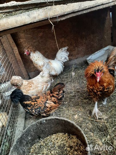 Куры фовероль и падуаны