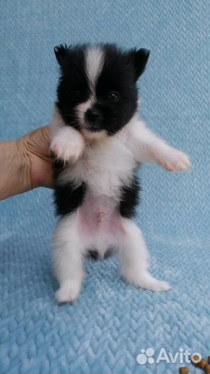 Мини щенок