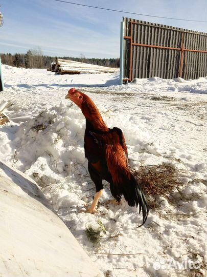 Молодые петушки порода шамо бойцовая