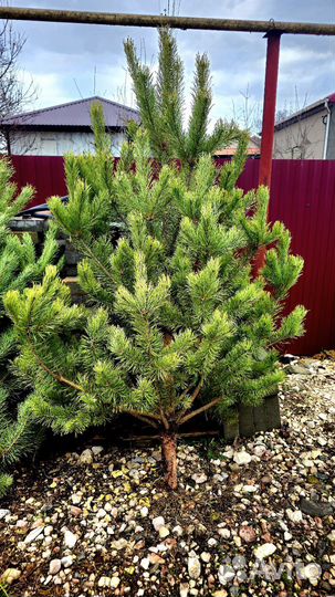 Ель и сосна живая