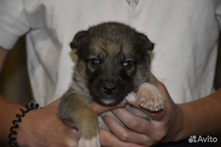 Щенки в дар