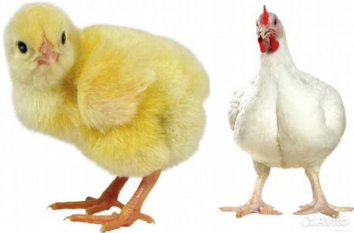 Суточные цыплята кобб 500