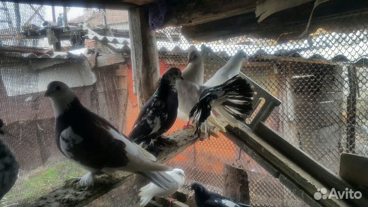Голубь разных пород