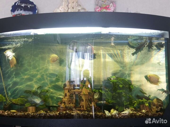 Рыбки для аквариум