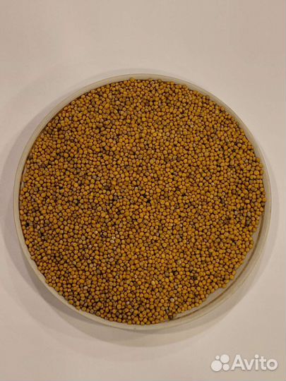 Сидерат горчица белая