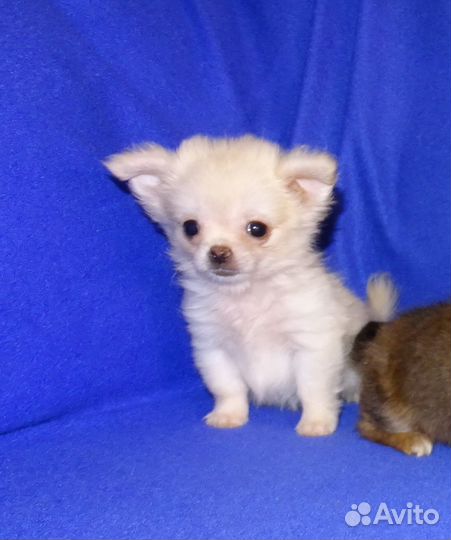 Чихуахуа щенки, мальчики