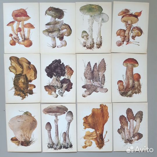Винтажные открытки Грибы